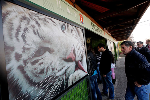 Director del Zoo: '“Nos vimos entre la vida de 'Pampa' y la de José'