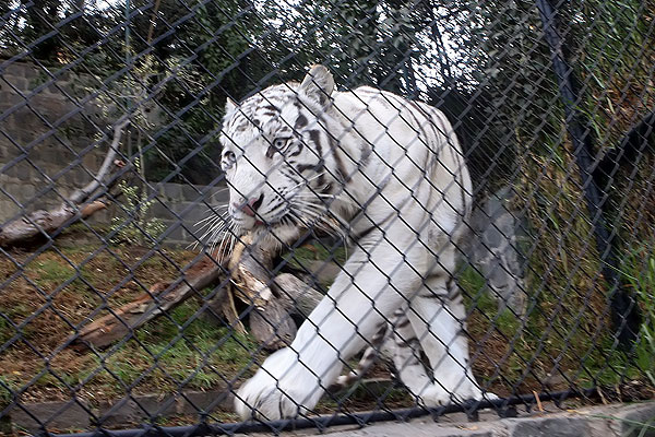 Director del Zoo: No se sacrificó al tigre cuando ya había pasado el peligro