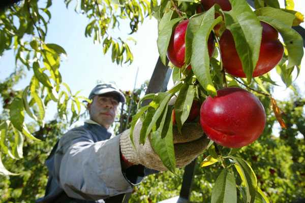 Exportadores de Frutas prevén caída de US$ 497 millones en sus ingresos por caída del dólar