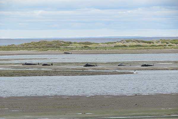 Armada reporta hallazgo de 46 ballenas varadas en Estrecho de Magallanes