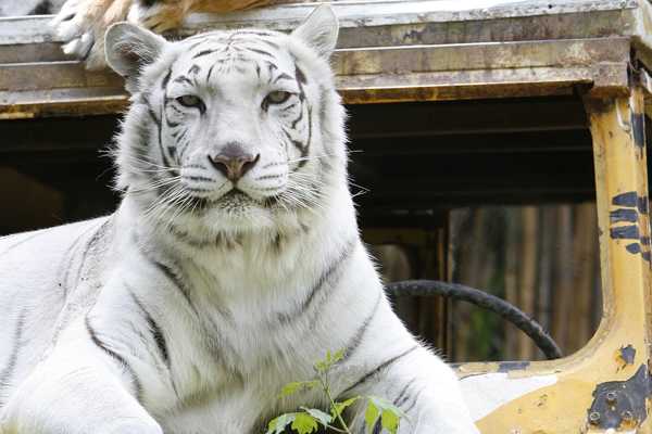 Sumario del Parque Metropolitano revela errores administrativos en muerte de tigre Pampa 