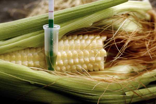 Fabricante de transgénicos Monsanto renuncia a introducir sus productos en Europa