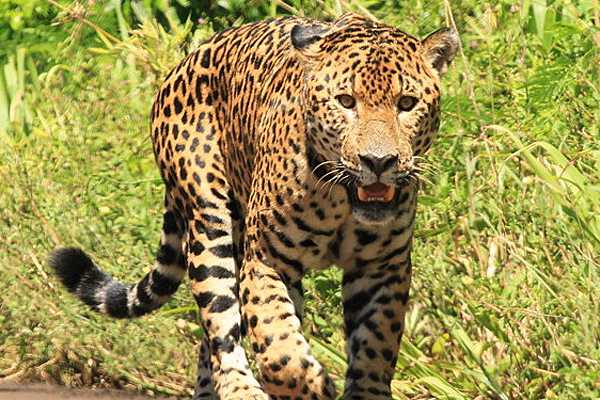 Ecologistas del Pantanal brasileño se ponen en campaña para defender al jaguar
