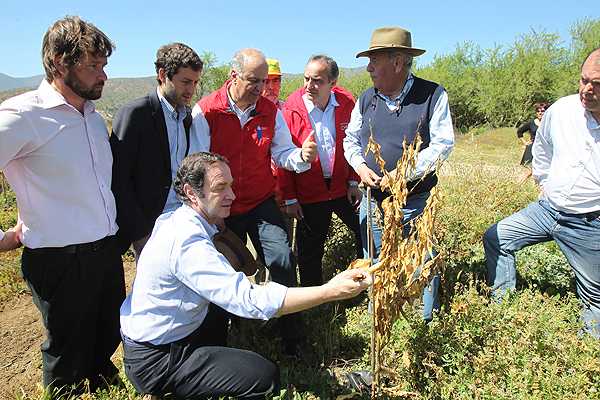 Hernán Larraín pide a Gobierno un Plan Agrícola de recuperación del daño tras heladas
