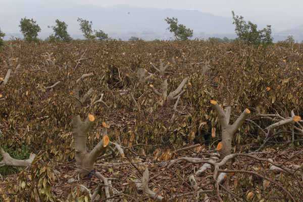 Ministro de Agricultura: El valor de frutas y verduras no se debería ver afectado por sequía