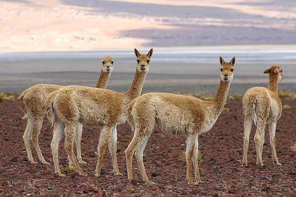 Cazadores matan al menos a 40 vicuñas en reserva nacional Los Flamencos