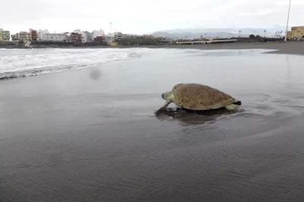 Ponen en marcha plan para la protección de la tortuga verde por sus 'continuas amenazas'