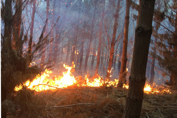 Mantienen Alerta Roja en Panguipulli por incendio forestal