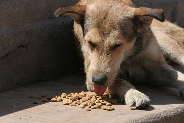 Organizaciones animalistas anuncian que interpondrán recurso contra Ley de Caza de Perros