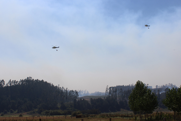 Ya van más de 1.600 hectáreas quemadas por incendio sin control en Arauco