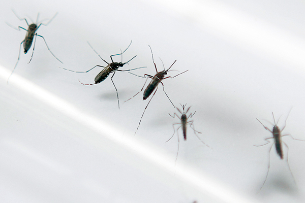 Ministerio de Salud decreta alerta sanitaria en Isla de Pascua por dengue
