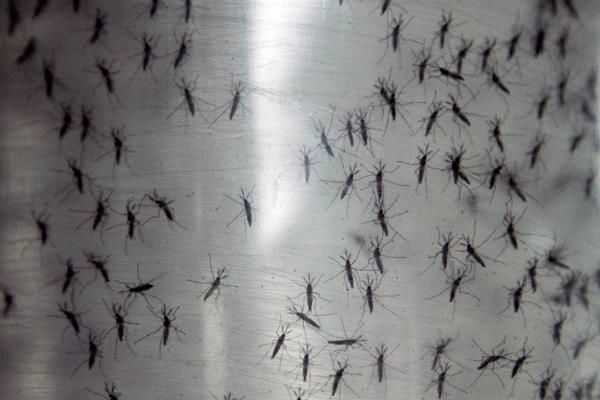 Salud evalúa prorrogar alerta sanitaria por dengue en Isla de Pascua