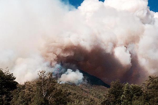 Incendio destruye 700 hectáreas de araucarías en reserva nacional en La Araucanía
