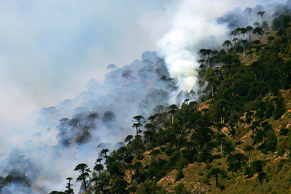 Detienen el avance de las llamas en incendio que afecta al Parque Nacional Conguillío