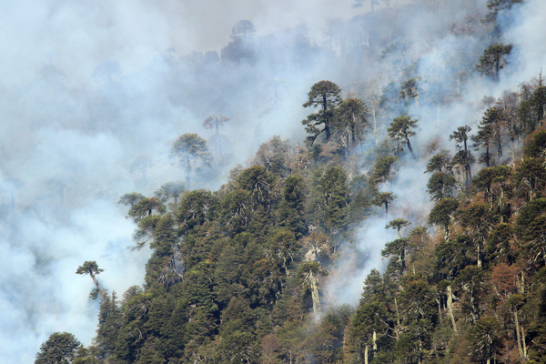 Un total de 26 incendios forestales se mantienen activos en todo el país
