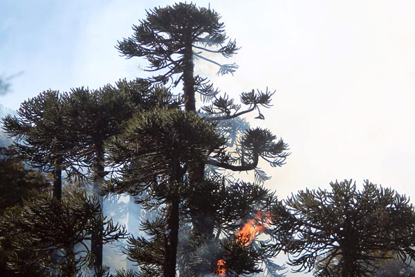 21 incendios forestales se mantienen activos en cinco regiones del país