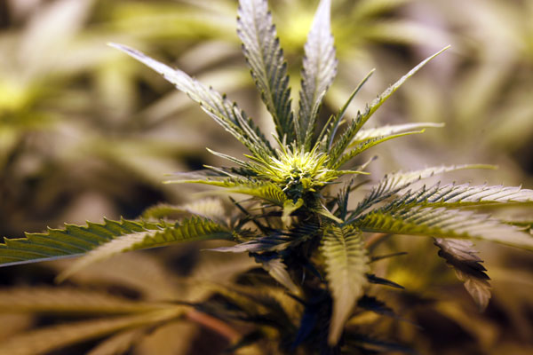 Proyecto que despenaliza autocultivo de marihuana para uso privado pasa a la Sala de la Cámara