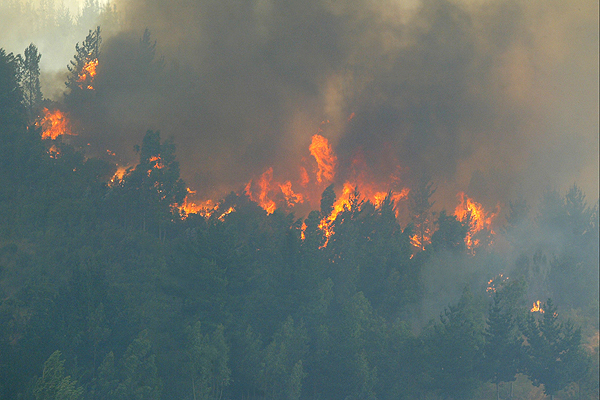 Un total de 19 incendios forestales se mantienen activos en seis regiones del país