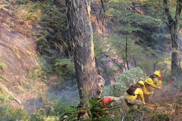 Conaf informa reactivación del incendio en la Reserva Nacional China Muerta