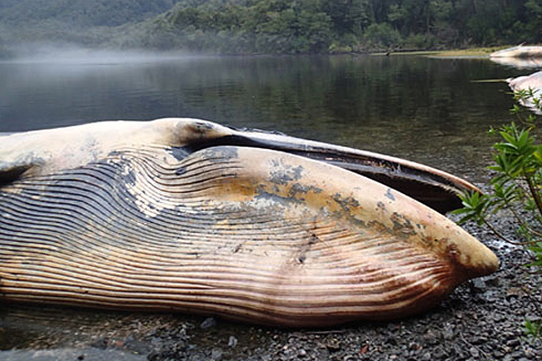 Masivo varamiento de ballenas en el Golfo de Penas genera inquietud en mundo científico
